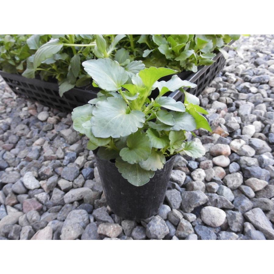 激安 パンジー 1ケース28ポット入り アウトレット 送料無料 数量限定 Rosefactory Net 通販 Yahoo ショッピング