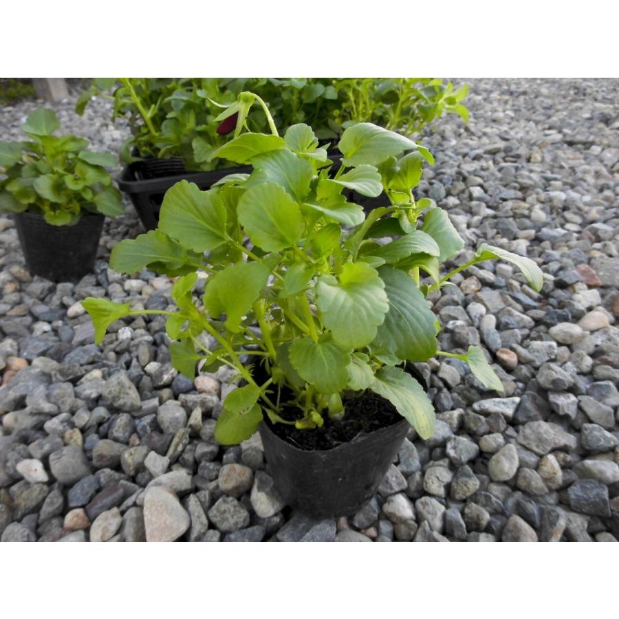 激安 パンジー 1ケース28ポット入り アウトレット 送料無料 数量限定 Rosefactory Net 通販 Yahoo ショッピング