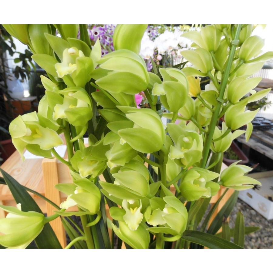 シンピジュウム 5条 園芸ネット本店｜テーブルシンビジウム：華笑2本立ち5号鉢植え（底穴