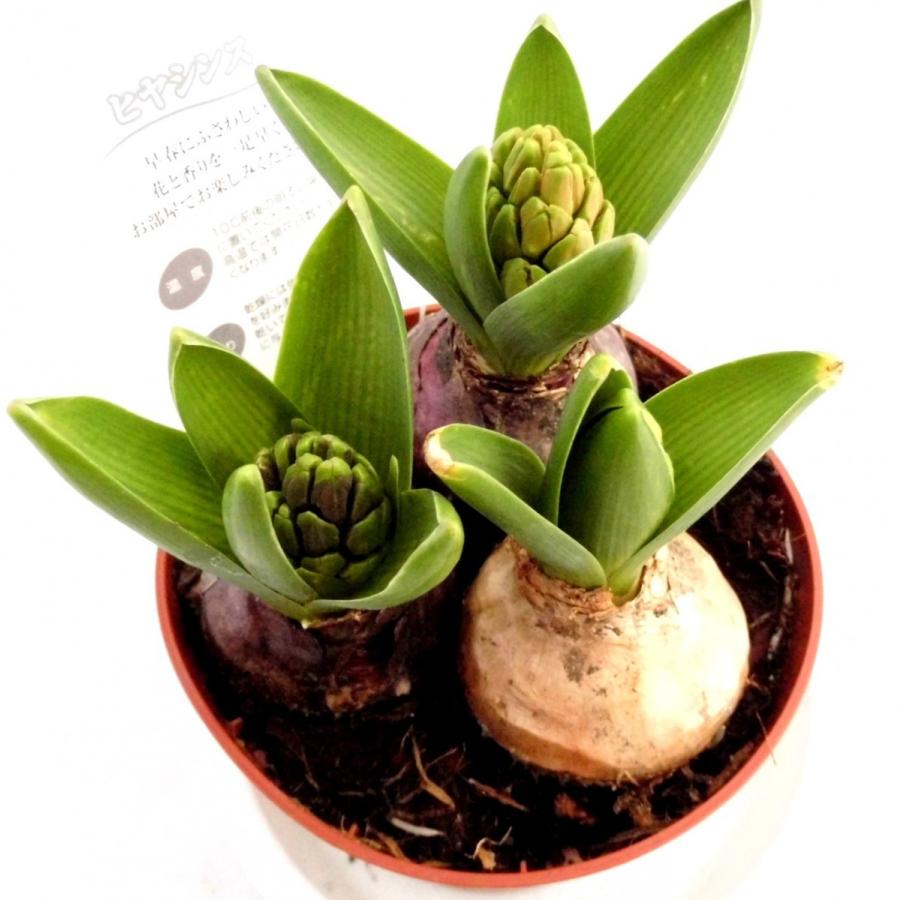 ヒヤシンス 3色植え 球根 3球 寄せ植え 4号鉢 Rosefactory Net 通販 Yahoo ショッピング
