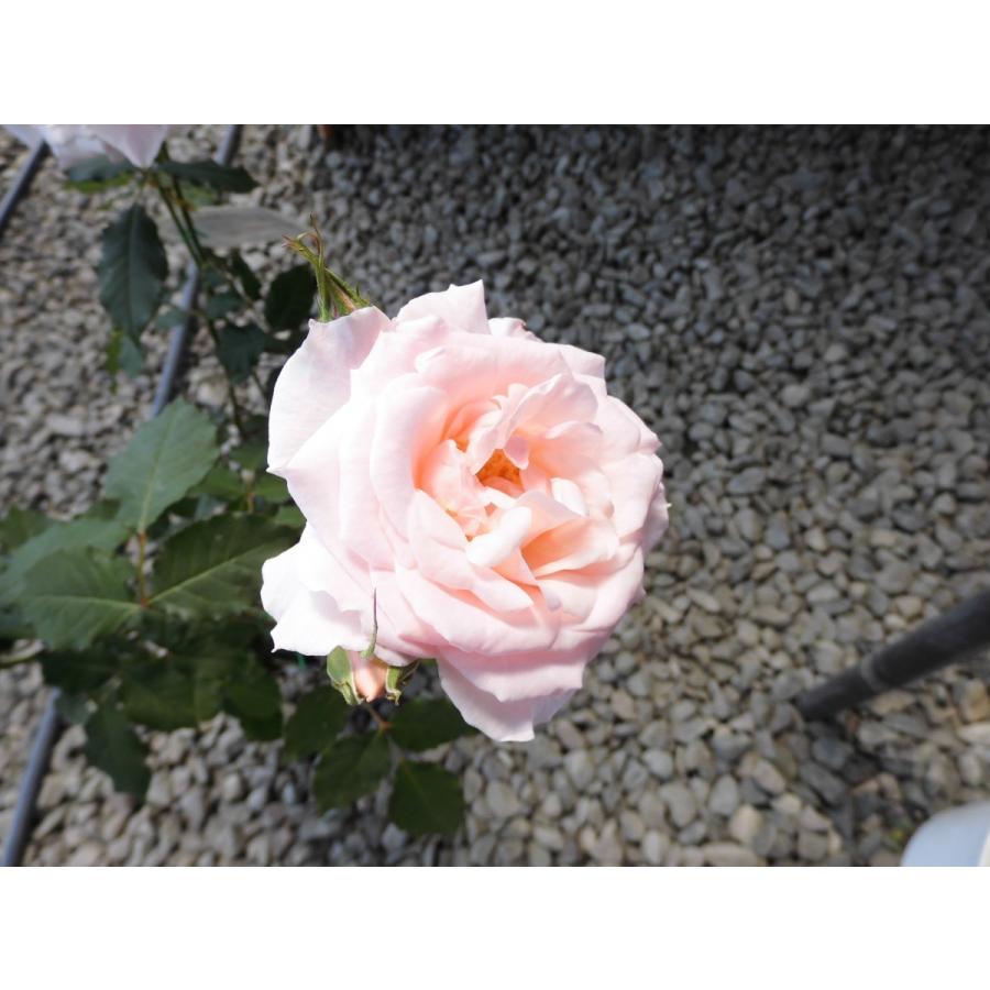 バラ 苗 フロリバンダ ブライダルピンク 中輪房咲き 四季咲き性 Rosefactory Net 通販 Yahoo ショッピング