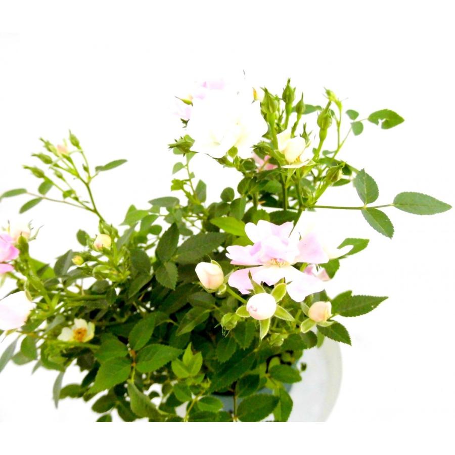 ミニバラ レンゲローズ 3 5号ポット苗 Rosefactory Net 通販 Yahoo ショッピング