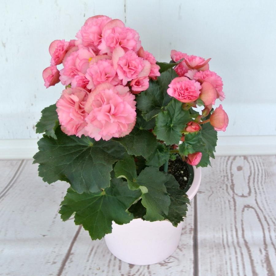 リーガースベゴニア 八重咲き ピンク 5号鉢 底面給水鉢 Rosefactory Net 通販 Yahoo ショッピング