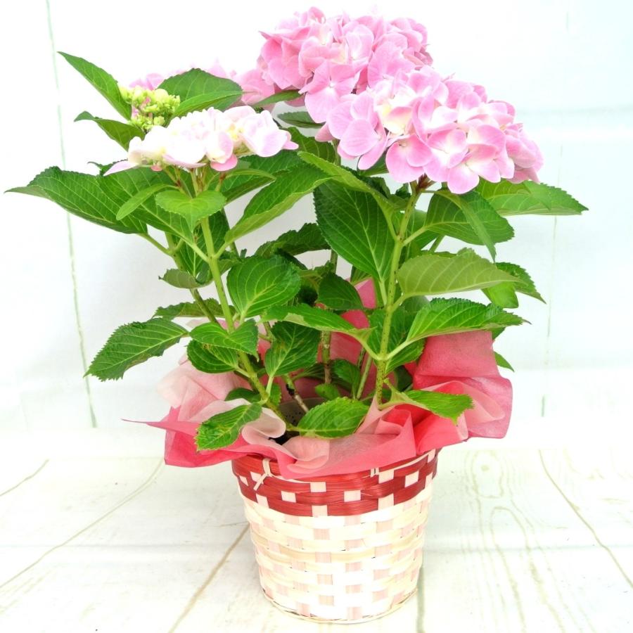 アジサイ エイプリルクィーン 5号鉢 きれいな薄ピンク 紫陽花