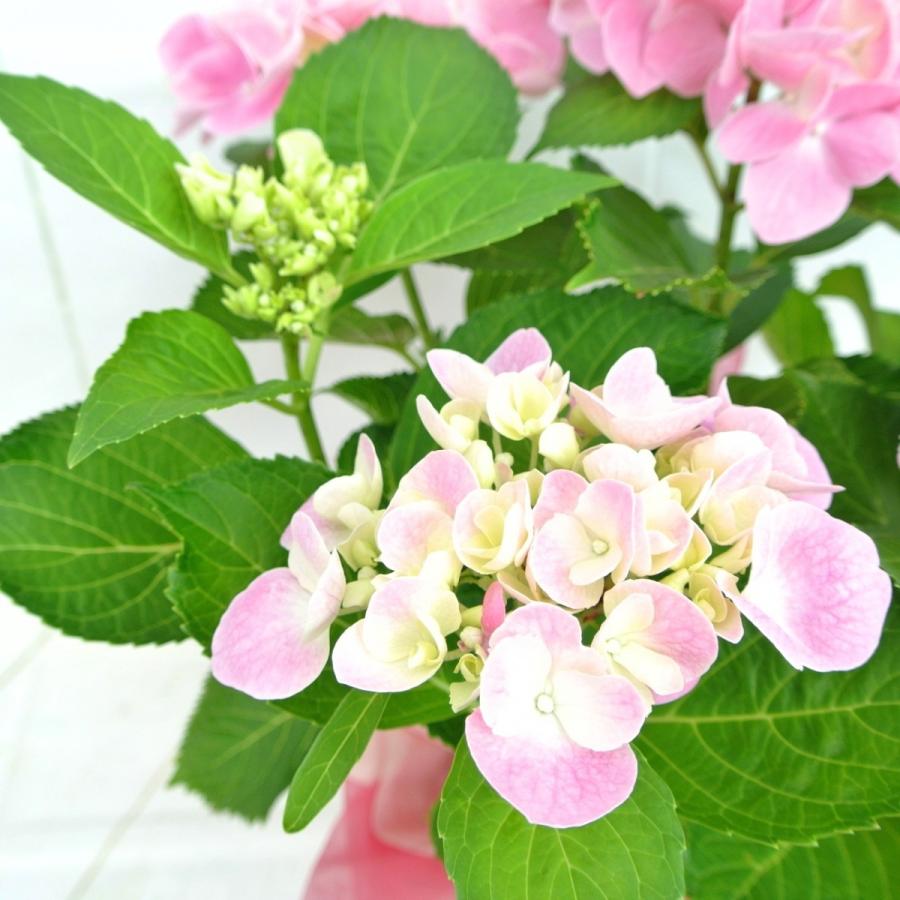 アジサイ エイプリルクィーン 5号鉢 きれいな薄ピンク 紫陽花