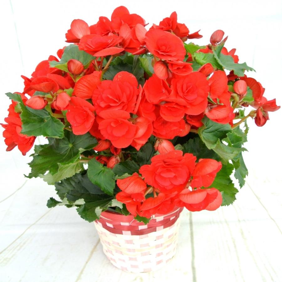 母の日 リーガースベゴニア バルコス 5号鉢 迫力のボリューム エラチオールベゴニア かご付き 送料無料 Mother S Day Rose Factory 通販 Yahoo ショッピング