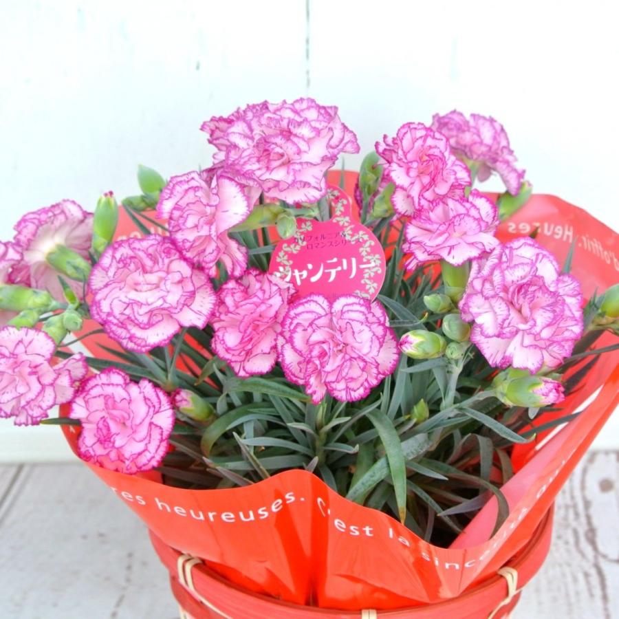 母の日 Mother S Day カーネーション シャンテリー 5号鉢 送料無料 底面給水鉢 かご付き Rosefactory Net 通販 Yahoo ショッピング