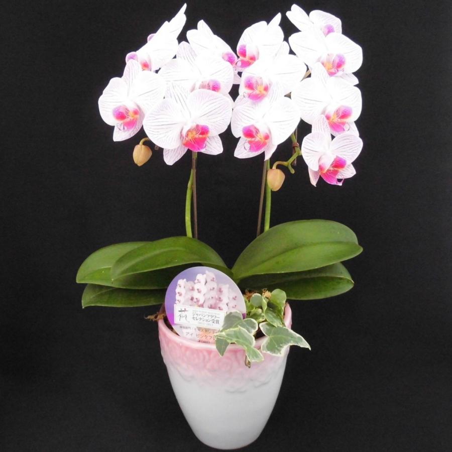 胡蝶蘭 コチョウラン 【ピンクフレアー】 5号鉢 2本立ち