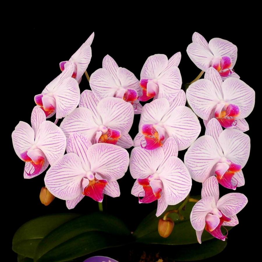 胡蝶蘭 コチョウラン 【ピンクフレアー】 5号鉢 2本立ち ラッピング