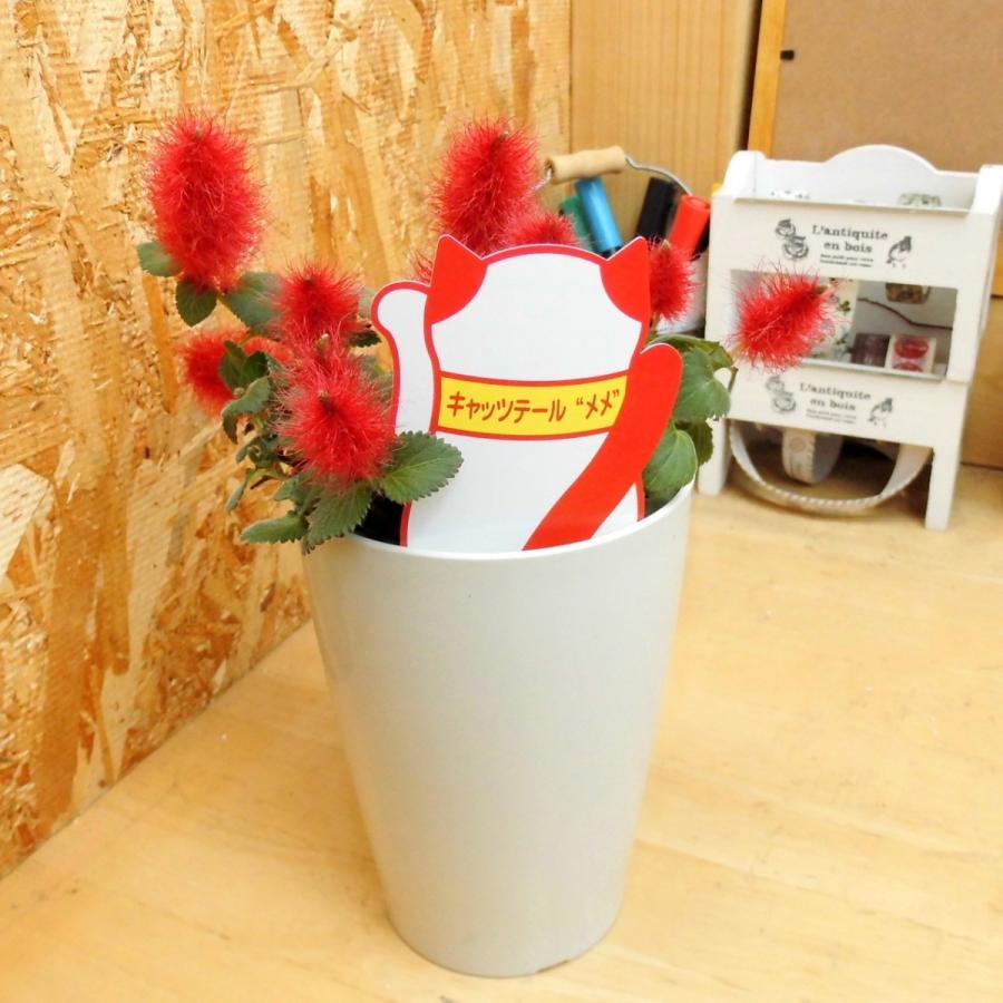 キャットテール キャッツテール 猫のしっぽ【3.5号鉢】 : ROSE キャットテール キャッツテール 猫のしっぽ【3.5号鉢】 : ROSE