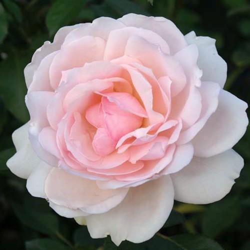 バラ苗 新苗 フィガロパナローサ ルドヴィック シュラブ 4号鉢 1a1257 安心バラ苗の店 ヤフー店 通販 Yahoo ショッピング