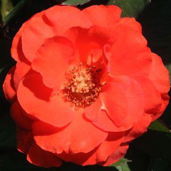 バラ苗 新苗 チンチン 中輪 4号鉢 1f0310 安心バラ苗の店 ヤフー店 通販 Yahoo ショッピング