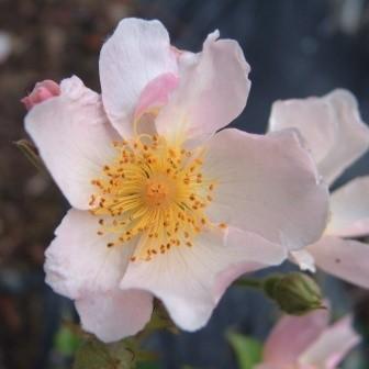 バラ苗 新苗 のぞみ つる ４号鉢 1g0414 安心バラ苗の店 ヤフー店 通販 Yahoo ショッピング