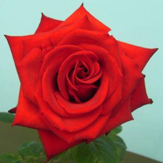 切り花品種 接木新苗 バラ苗 アブラカタブラ ３号ポット 薔薇 苗 Moveitcenter Es