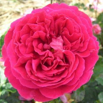 バラ苗 フレグラントオールドパープル ヘルシューレン 新苗 4号鉢 予約販売 4月中旬以降 順次出荷予定 1h0862 安心バラ苗の店 ヤフー店 通販 Yahoo ショッピング