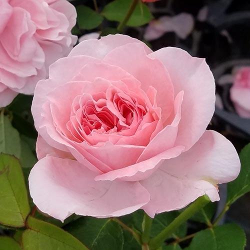 バラ苗 新苗 エンジェルフレグランス 切り花用 4号鉢 1k0005 安心バラ苗の店 ヤフー店 通販 Yahoo ショッピング