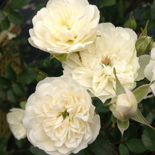 バラ苗 新苗 グリーンアイス 小輪 4号鉢 1m0355 安心バラ苗の店 ヤフー店 通販 Yahoo ショッピング