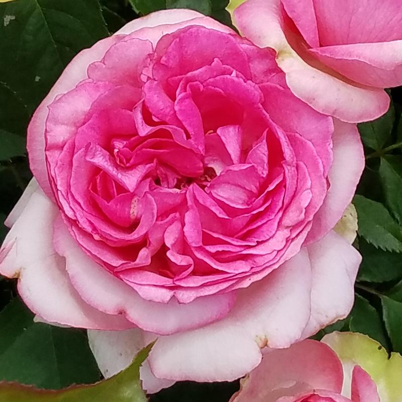 バラ苗 新苗 ワルザートラム ノスタルジック 4号鉢 予約販売 4月中旬以降 順次出荷予定 1n1298 安心バラ苗の店 ヤフー店 通販 Yahoo ショッピング