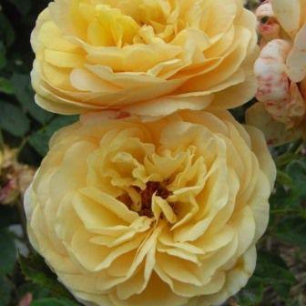 バラ苗 フレグラントオールドイエロー ヘルシューレン 新苗 4号鉢 1v0860 安心バラ苗の店 ヤフー店 通販 Yahoo ショッピング