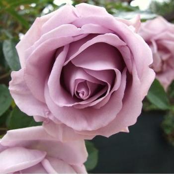 バラ苗 新苗 インディゴレッタ アズビズ その他銘花 4号鉢 予約販売 4月中旬以降 順次出荷予定 1w0063 安心バラ苗の店 ヤフー店 通販 Yahoo ショッピング