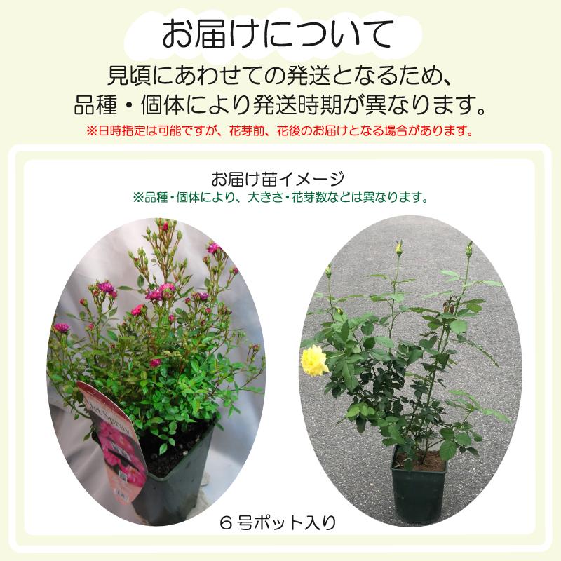 バラ苗　花芽付き２年大株苗　モインモイン　 Moin Moin　中輪　６号鉢　ADR受賞　2024｜rose-m｜04