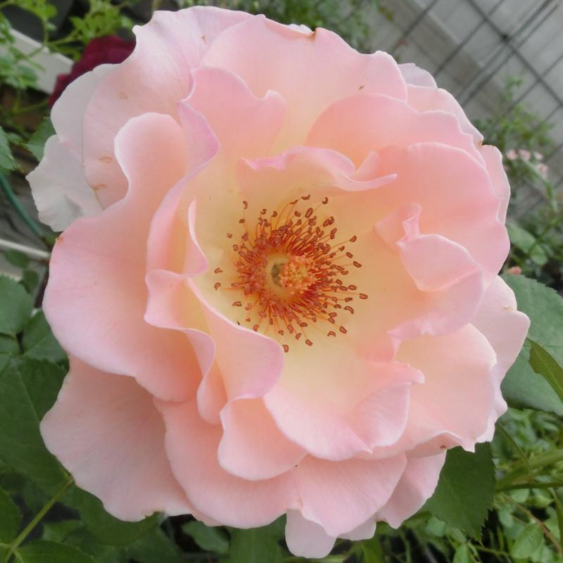 バラ苗 2年大株苗 ロココ つる 4号鉢 予約販売 11月中旬以降 順次出荷予定 2c0446 安心バラ苗の店 ヤフー店 通販 Yahoo ショッピング