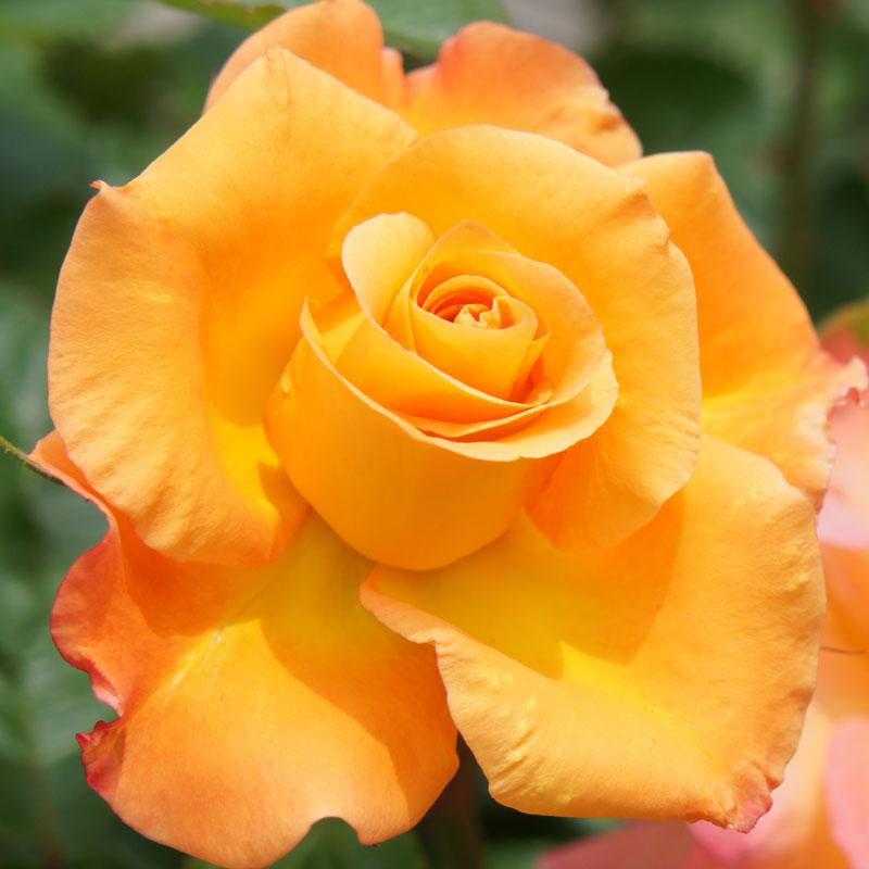 バラ苗 2年大株苗 モナリザ 中輪 4号鉢 予約販売 11月中旬以降 順次出荷予定 2f0345 安心バラ苗の店 ヤフー店 通販 Yahoo ショッピング