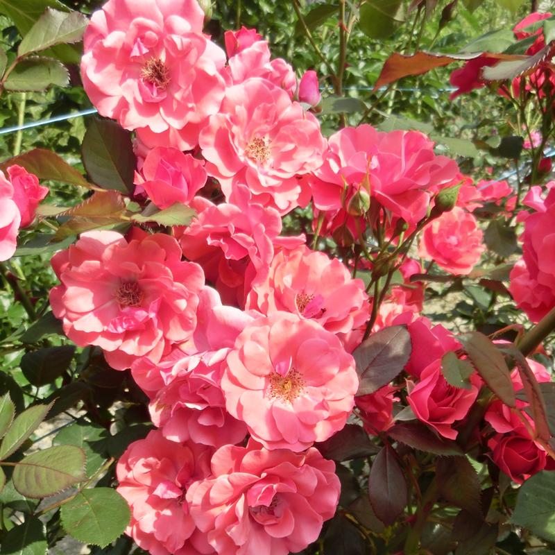 バラ苗 2年大株苗 リヒタロー 中輪 4号鉢 2f0350 安心バラ苗の店 ヤフー店 通販 Yahoo ショッピング