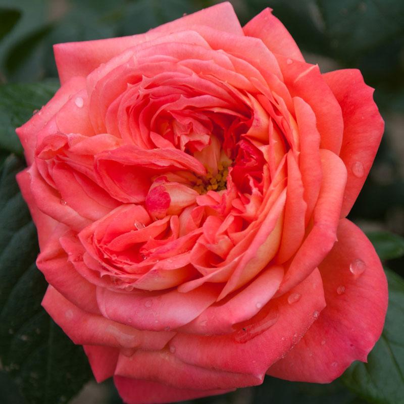 バラ苗 2年大株苗 クイーンオブハーツ 中輪 4号鉢 予約販売 11月中旬以降順次出荷予定 2f0954 安心バラ苗の店 ヤフー店 通販 Yahoo ショッピング