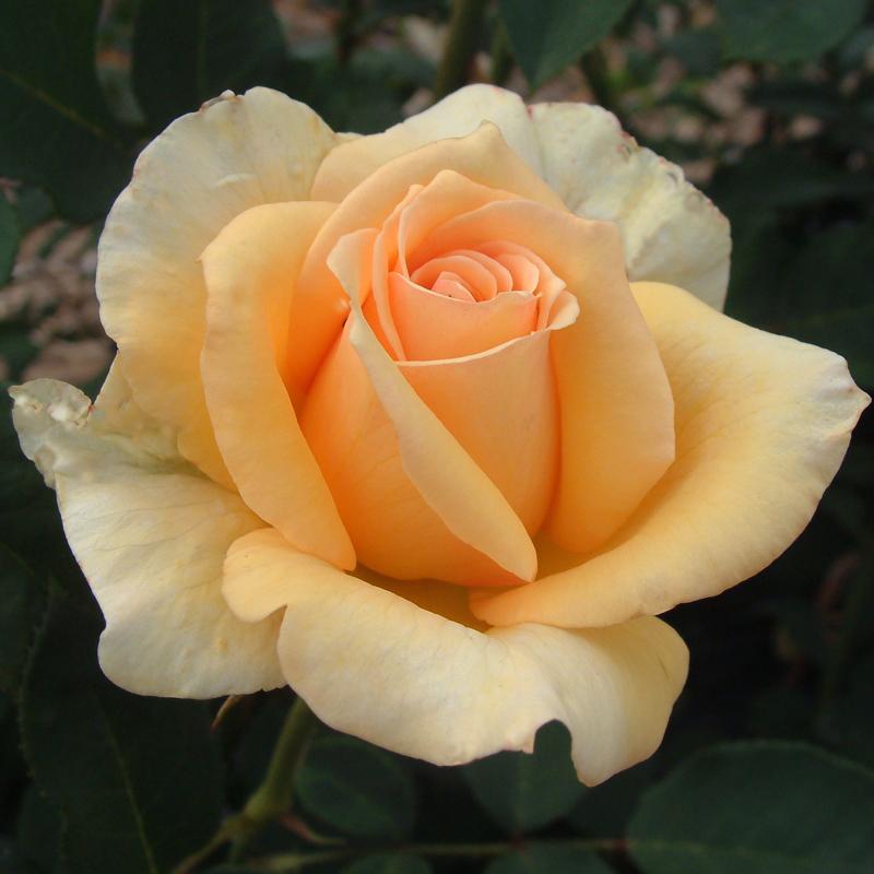 バラ苗 ２年大株苗 ザンブラ 80 Zambra 80 大輪 4号鉢 棘がほとんどない 初心者オススメ 切り花 22 2h0173 安心バラ苗の店 ヤフー店 通販 Yahoo ショッピング