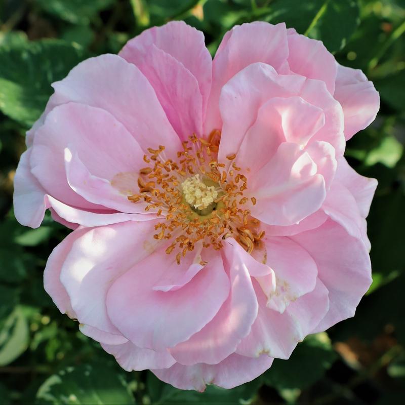 バラ苗 ２年大株苗 ヘルシューレン 大輪 4号鉢 2h0227 安心バラ苗の店 ヤフー店 通販 Yahoo ショッピング