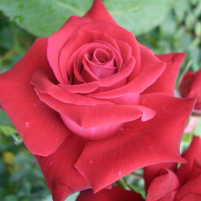 バラ苗 ２年大株苗 レッドスター 大輪 4号鉢 2h0260 安心バラ苗の店 ヤフー店 通販 Yahoo ショッピング