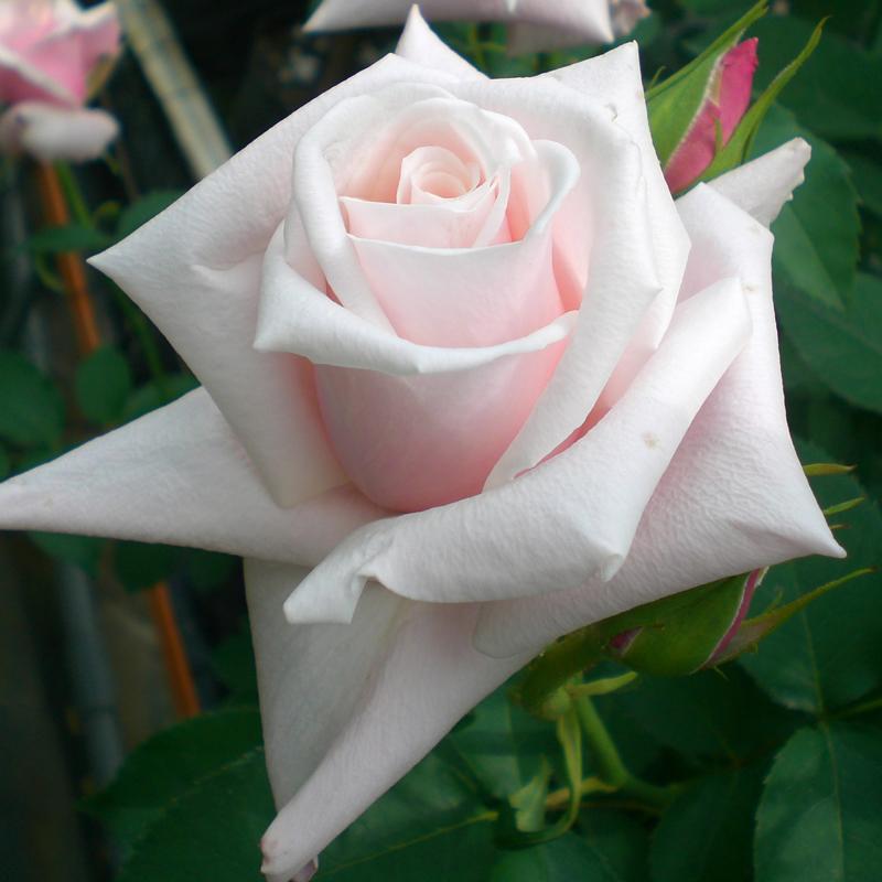 バラ苗 ２年大株苗 メルヘンケニギン Marchenkonigin 大輪 4号鉢 切り花 22 2h1011 安心バラ苗の店 ヤフー店 通販 Yahoo ショッピング