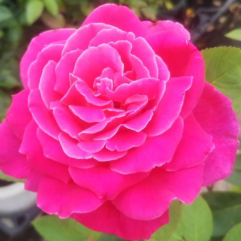 バラ苗 ２年大株苗 ピンクパフューム 大輪 4号鉢 予約販売 12月上旬以降順次出荷予定 2h1243 安心バラ苗の店 ヤフー店 通販 Yahoo ショッピング