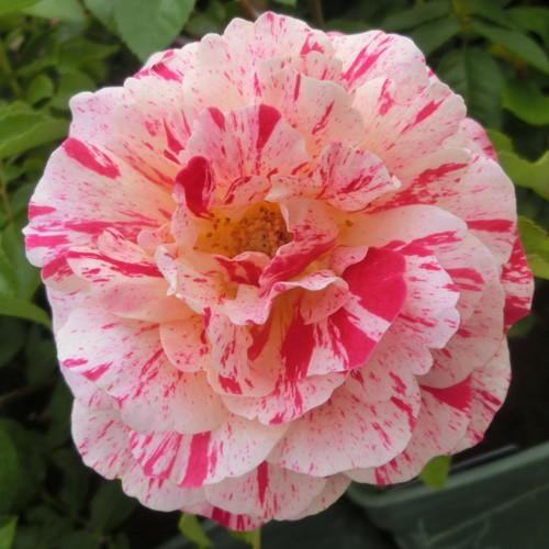 バラ苗 2年大株苗 アブラカダブラ Abracadabra 中輪 4号鉢 22 2h1313 安心バラ苗の店 ヤフー店 通販 Yahoo ショッピング