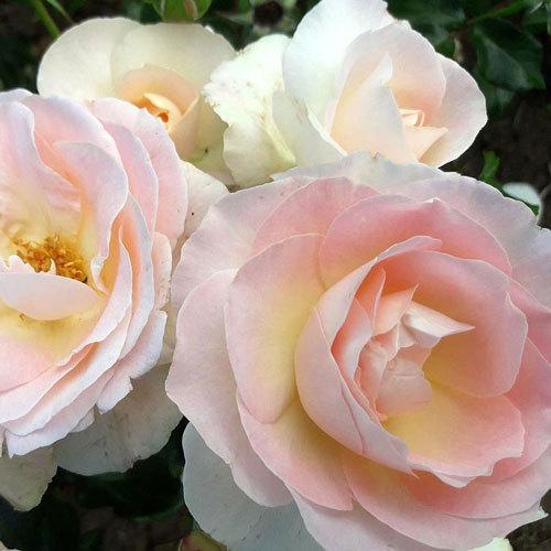 バラ苗 ２年大株苗 プリンスアレクサンダー Prins Alexander Lens 大輪 ４号鉢 強香 棘がほとんどない 初心者オススメ 22 2h1402 安心バラ苗の店 ヤフー店 通販 Yahoo ショッピング