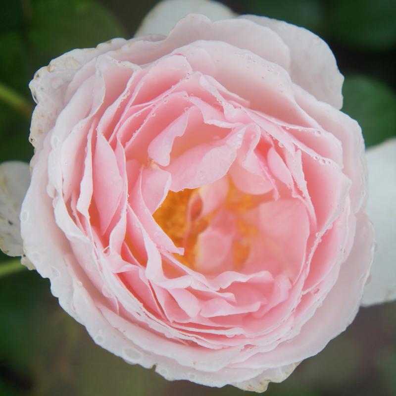 バラ苗 ２年大株苗 キャロラインズハート Caroline S Heart レンズローズ Lens Roses 大輪 4号鉢 強香 耐寒性 初心者オススメ 22 2l1363 安心バラ苗の店 ヤフー店 通販 Yahoo ショッピング