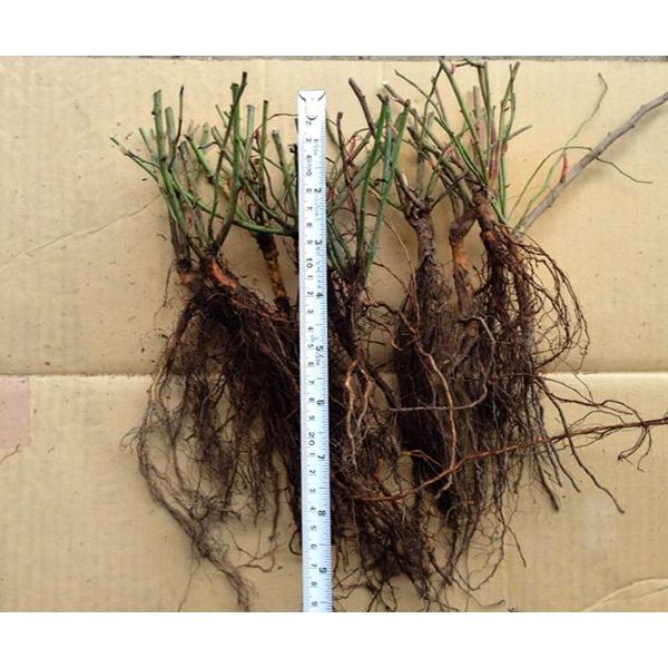 バラ切り接ぎ台木 10本セット 送料無料 12月15日予約販売開始 D1002 安心バラ苗の店 ヤフー店 通販 Yahoo ショッピング