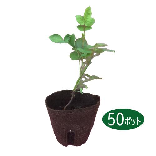 数量限定 新規商品 バラ切り接ぎ台木用苗 50ポットセット 送料無料 特売 Eelstien Com