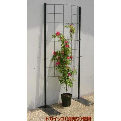 つるバラのためのトレリス カラマリーナ ハーフムーン ベーシック 送料無料 代引不可 Gr0561 安心バラ苗の店 ヤフー店 通販 Yahoo ショッピング