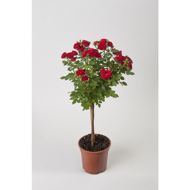 花芽付きスタンダードローズ アマンダ 開花時90 100cm ６号鉢 送料別 Iv 安心バラ苗の店 ヤフー店 通販 Yahoo ショッピング