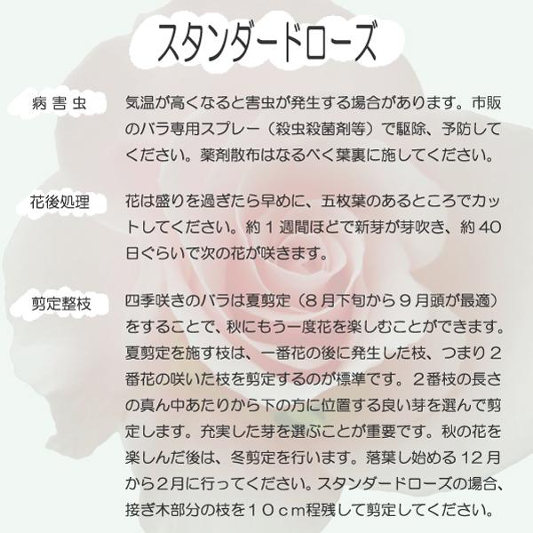 花芽つきスタンダードローズ　レッドロマンス　赤　バラ苗　6号鉢　同梱不可　沖縄・離島へのお届け不可　｜rose-m｜04