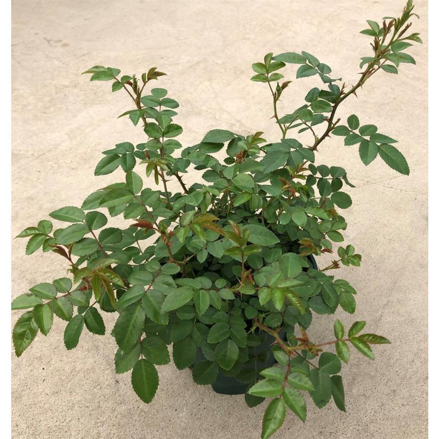 ミニバラ グリーンアイス 5号鉢 大人気 開花見込み株 Gurinnaisu5sunn 有限会社ローズなかしまyahoo 店 通販 Yahoo ショッピング