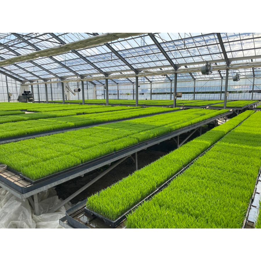令和6年産 ☆新米☆ 玄米 30kg 岐阜県産 ハツシモ 幻のお米 減 令和6年産 ☆新米☆ 玄米 30kg 岐阜県産 ハツシモ 幻のお米 減