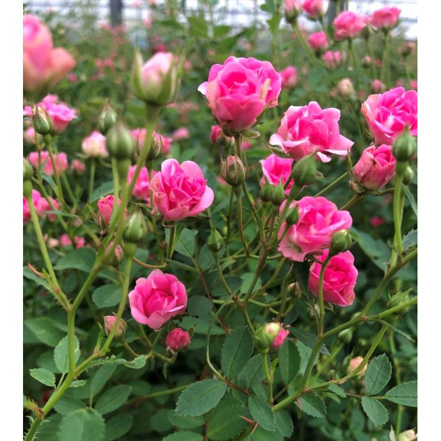 母の日限定商品 みさきフェンス仕立て 母の日 ギフト 大人気極小ミニバラ ６号鉢 Misakifennsu 有限会社ローズなかしまyahoo 店 通販 Yahoo ショッピング