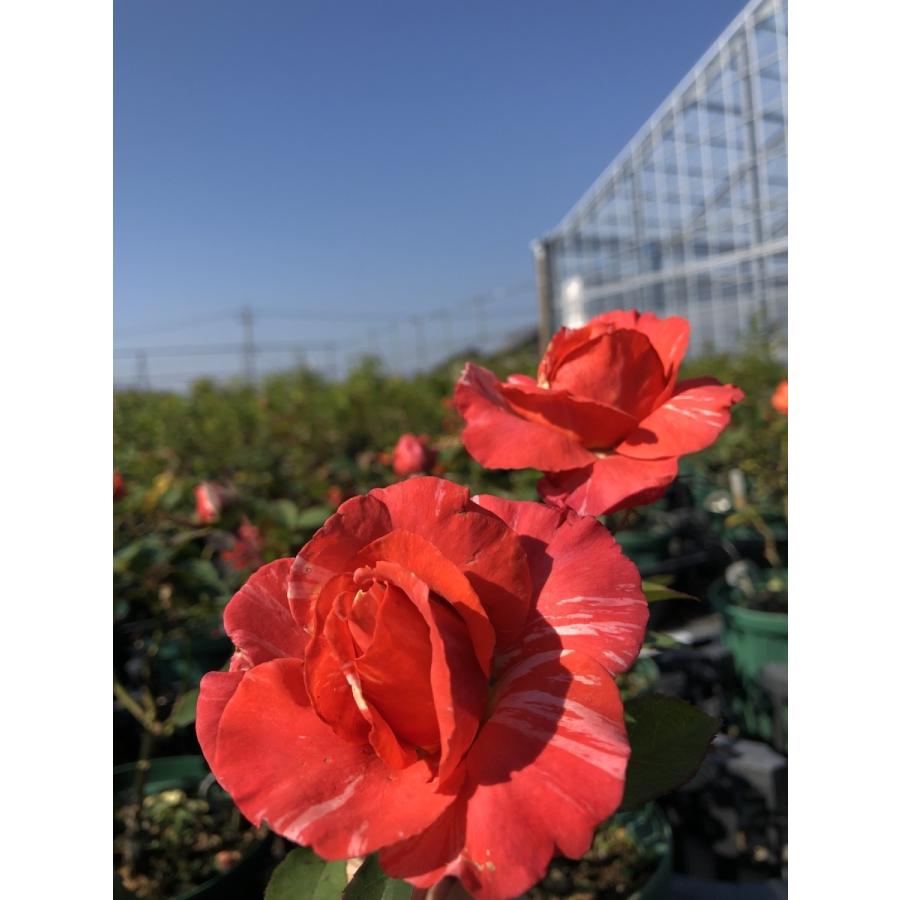 クロエ フレグランスローズ 2026年 バラ大苗2年生 6号鉢 ローズ