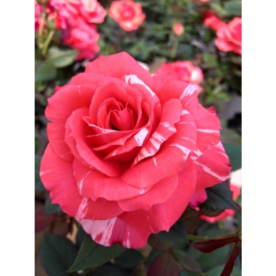 クロエ フレグランスローズ 2026年 バラ大苗2年生 6号鉢 ローズ