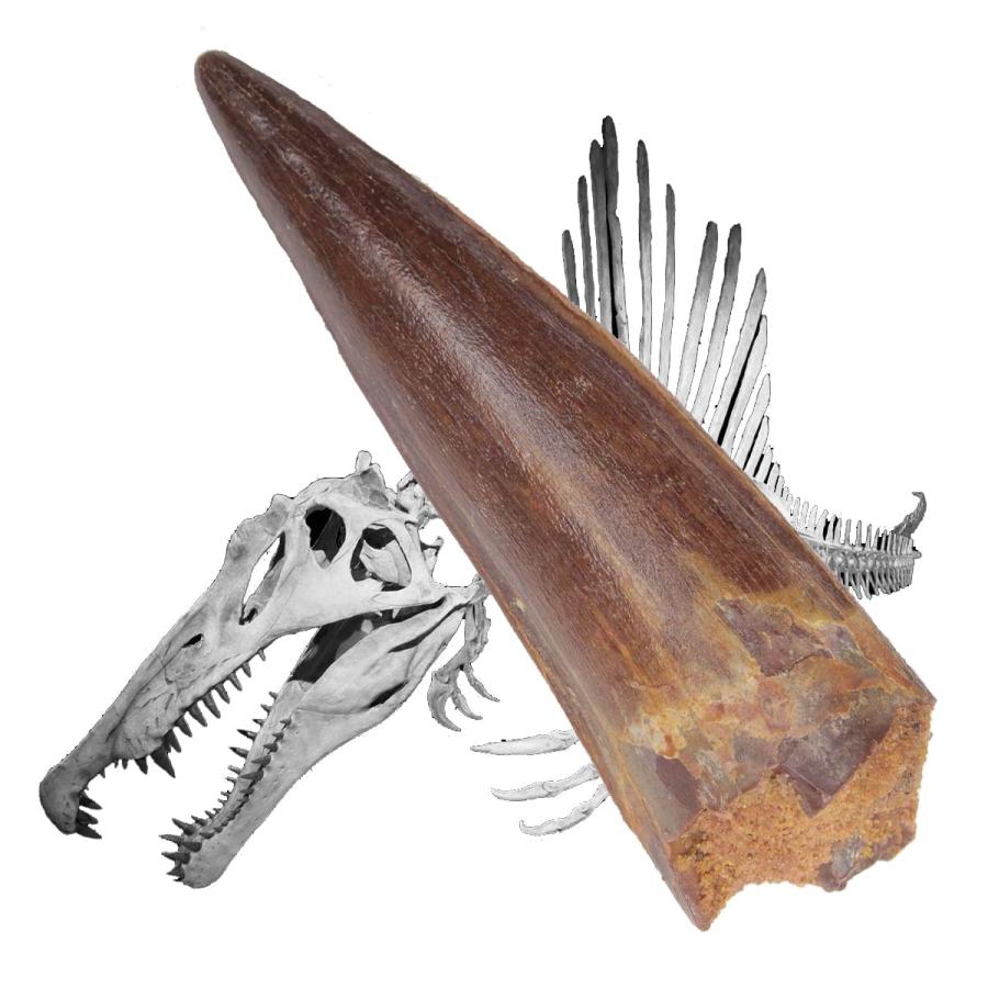 SCIENCE 恐竜の化石「スピノサウルスの歯 化石(獣脚類)約40mm SCIENCE 恐竜の化石「スピノサウルスの歯 化石(獣脚類)約40mm