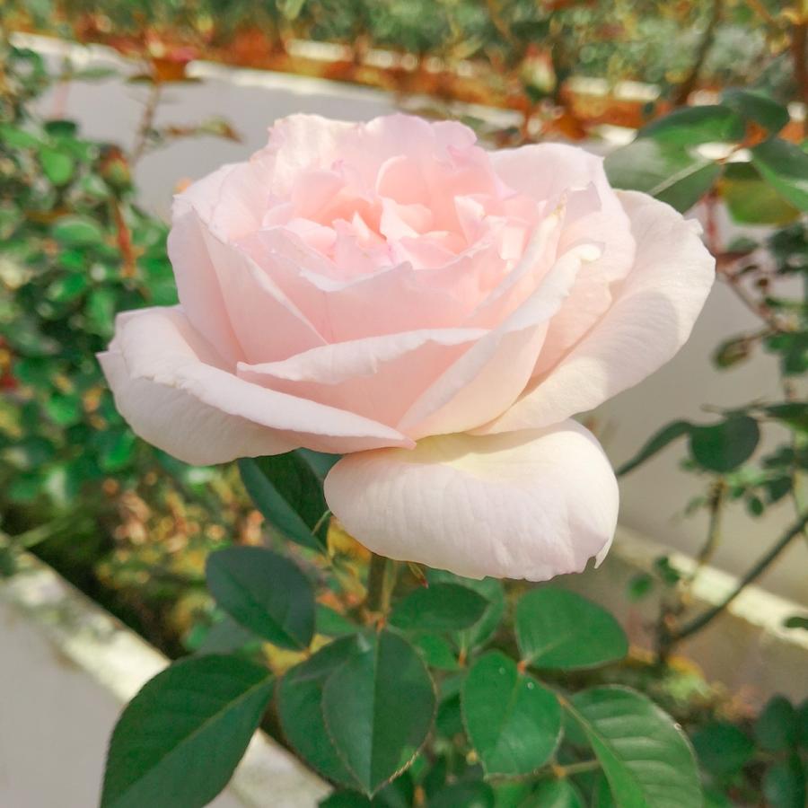 ローズリップ美容液 Rose Labo ローズラボ バラ 薔薇 花 香り プレゼント ギフト 贈り物 おしゃれ Btsklc0001 公式 Rose Labo Yahoo 店 通販 Yahoo ショッピング