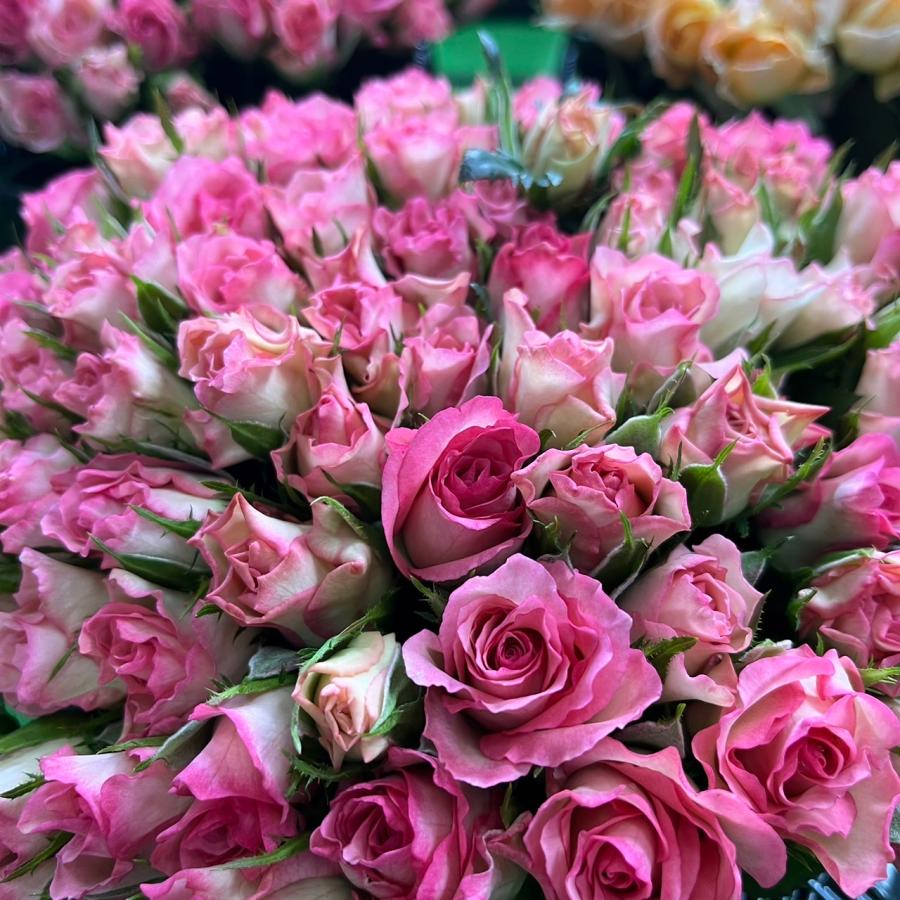 鮮度抜群！(バラ・切り花・生花)メインラブチェリー 短め！20センチ 60